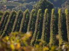 Il Veneto con 43 vini Dop e 10 Igp si conferma la prima regione vinicola