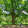 La Grande Quercia alle Sorgenti del Sile (foto Elisabetta Perrone)