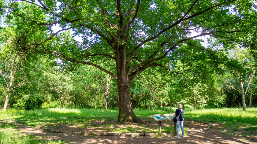 La Grande Quercia alle Sorgenti del Sile (foto Elisabetta Perrone)
