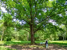 La Grande Quercia alle Sorgenti del Sile (foto Elisabetta Perrone)