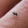 I cambiamenti climatici hanno effetti sul ciclo riproduttivo delle zanzare tigre