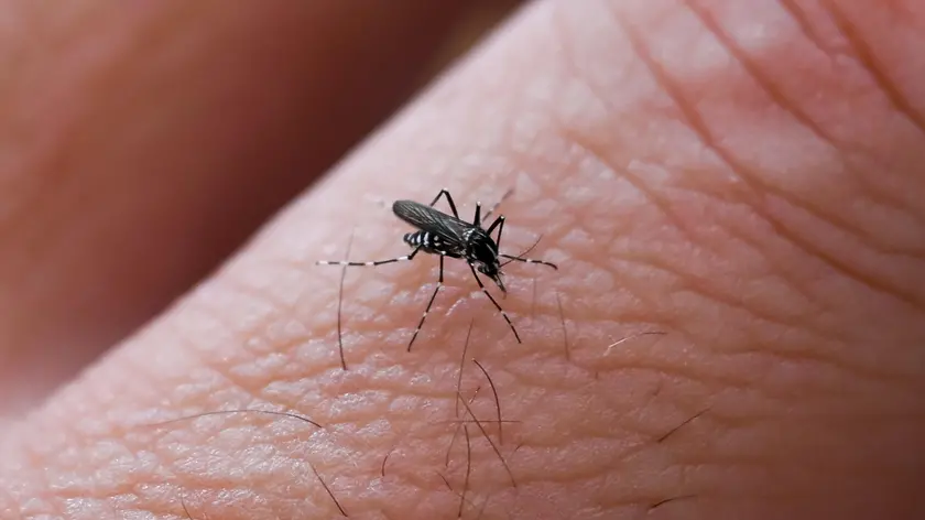 I cambiamenti climatici hanno effetti sul ciclo riproduttivo delle zanzare tigre