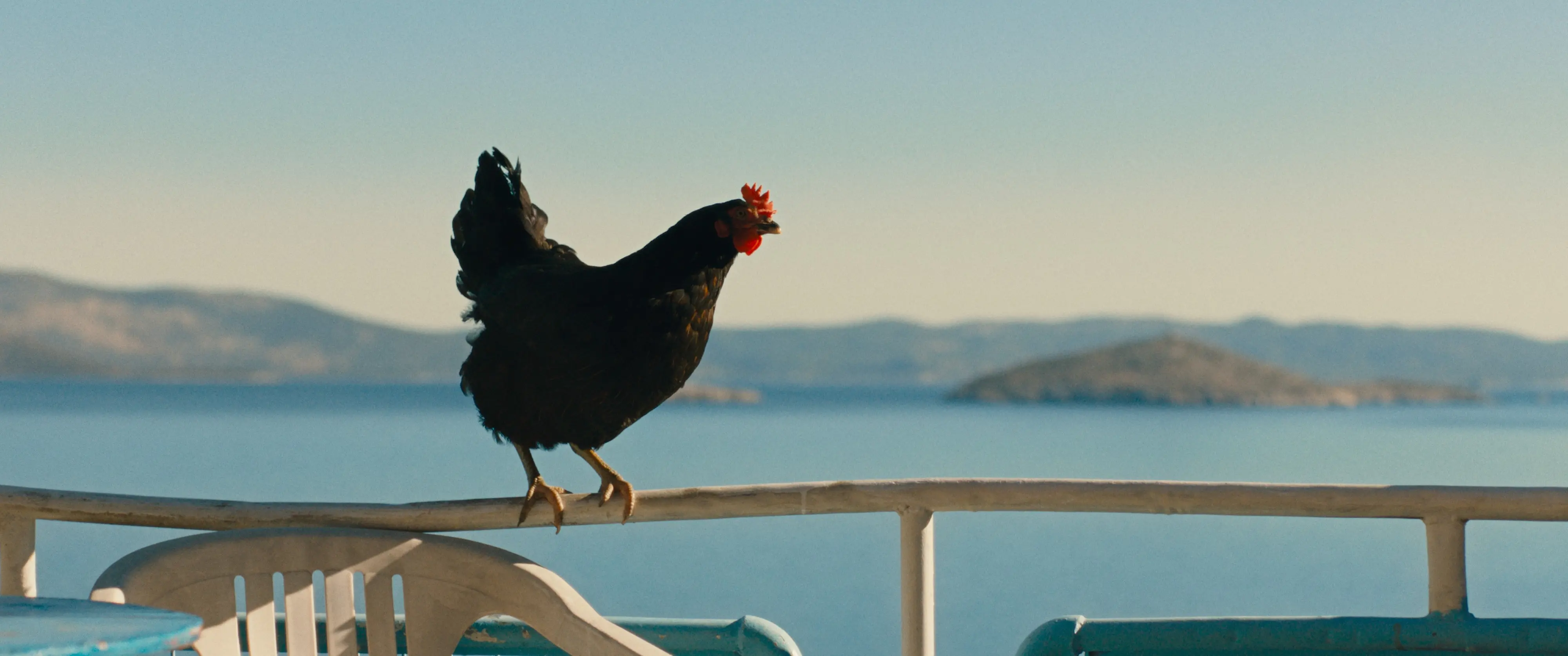 Un fotogramma di "Hen – Storia di una gallina"