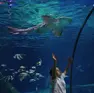 Il Sea Life di Gradaland celebra la Giornata mondiale degli oceani