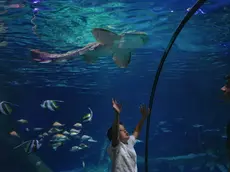 Il Sea Life di Gradaland celebra la Giornata mondiale degli oceani