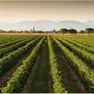 Prosecco, la denominazione su del 12,5 per cento