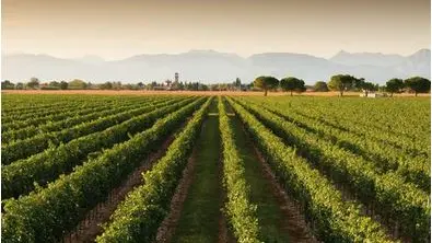 Prosecco, la denominazione su del 12,5 per cento