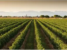Prosecco, la denominazione su del 12,5 per cento