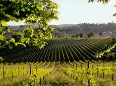 Le colline del Prosecco