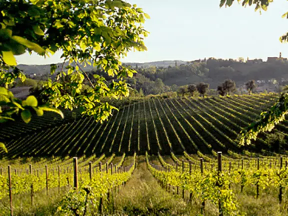 Le colline del Prosecco