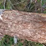 Bostrico in Veneto, “seconda Vaia”: milioni di alberi colpiti dopo la tempesta