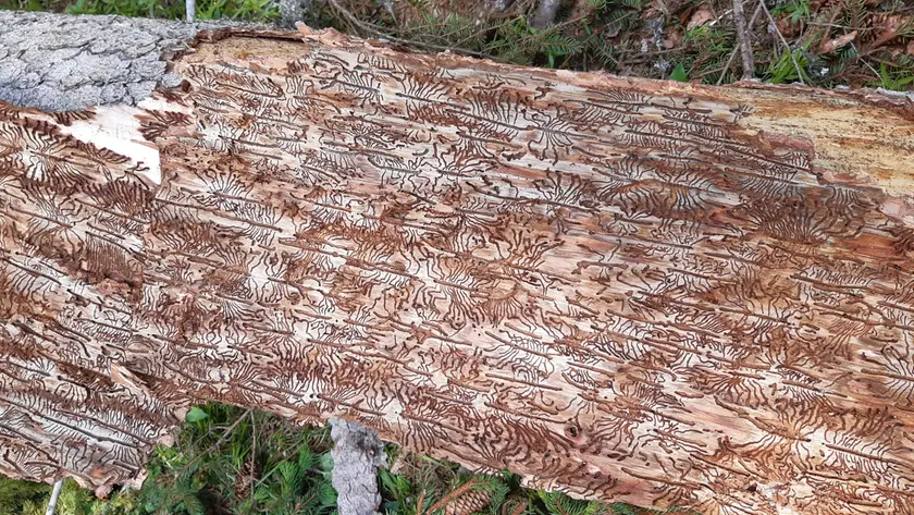Bostrico in Veneto, “seconda Vaia”: milioni di alberi colpiti dopo la tempesta