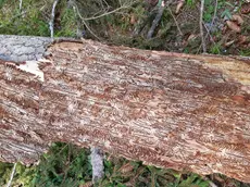Bostrico in Veneto, “seconda Vaia”: milioni di alberi colpiti dopo la tempesta