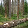 Una foresta colpita dal bostrico