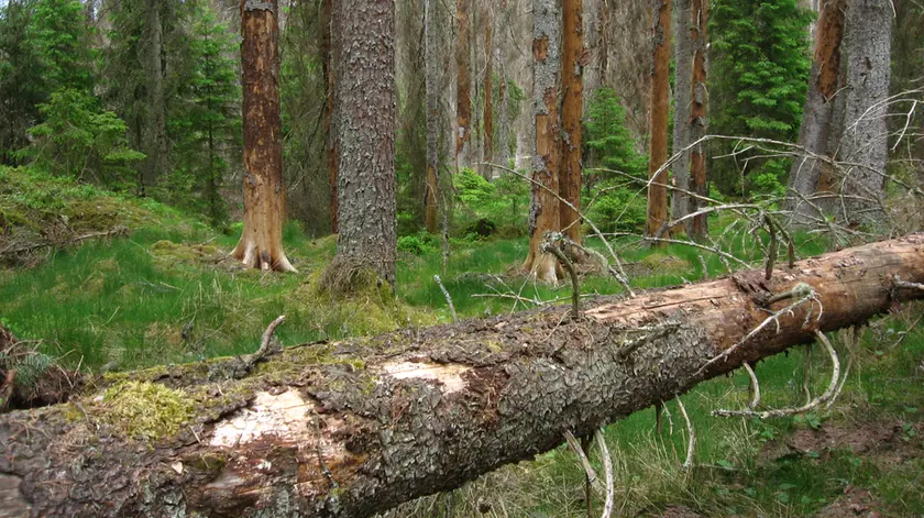 Una foresta colpita dal bostrico