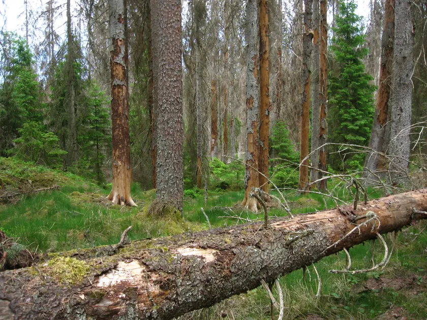 Una foresta colpita dal bostrico