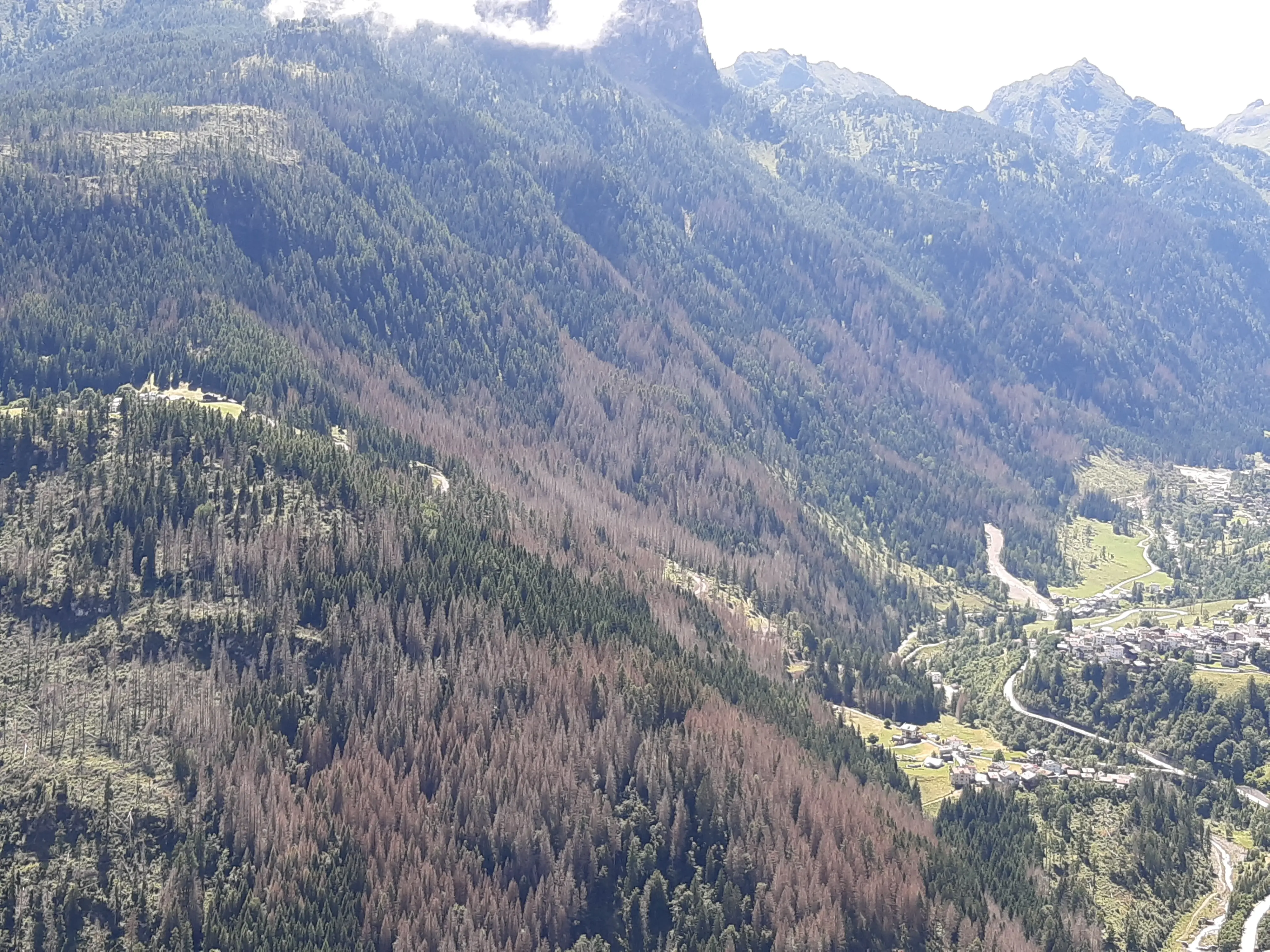 Dopo Vaia, il bostrico ha devastato le foreste del Nordest