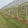 Un impianto di kiwi, la coltivazione e' diffusa nella Marca, era iniziata 25 anni fa quando la pianta fu importata dalla Nuova Zelanda