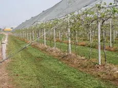 Un impianto di kiwi, la coltivazione e' diffusa nella Marca, era iniziata 25 anni fa quando la pianta fu importata dalla Nuova Zelanda