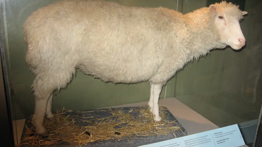 La pecora Dolly ora si trova imbalsamata ed esposta al National Museum of Scotland