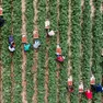 L'agricoltura è tra i settori che più risentono della mancanza di manodopera