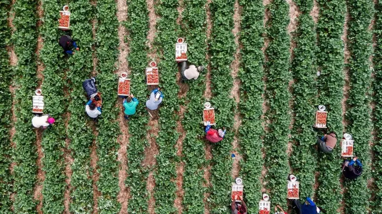 L'agricoltura è tra i settori che più risentono della mancanza di manodopera