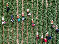 L'agricoltura è tra i settori che più risentono della mancanza di manodopera