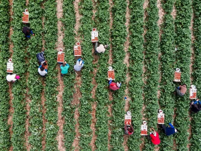 L'agricoltura è tra i settori che più risentono della mancanza di manodopera