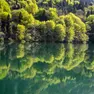 Le chiome degli alberi riflesse sulla superficie del Lago della Stua