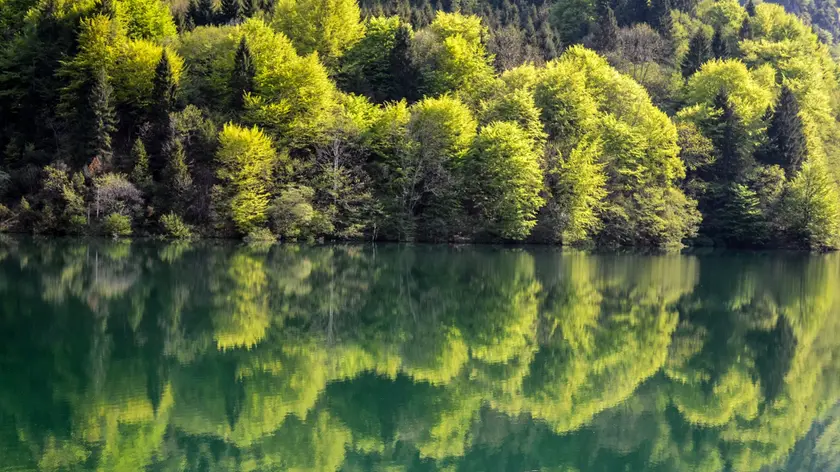 Le chiome degli alberi riflesse sulla superficie del Lago della Stua