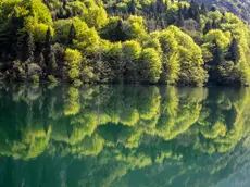 Le chiome degli alberi riflesse sulla superficie del Lago della Stua