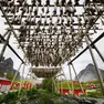 Lo stoccafisso a essiccare esposto al vento del Nord alle isole Lofoten