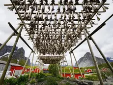 Lo stoccafisso a essiccare esposto al vento del Nord alle isole Lofoten