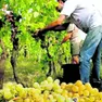 Un momento della vendemmia nel Collio.