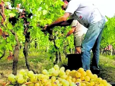 Un momento della vendemmia nel Collio.