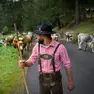 Vacche vestite a festa con fiori e campanacci durante la sfilata verso i paesi a valle (Foto Trentino Marketing)