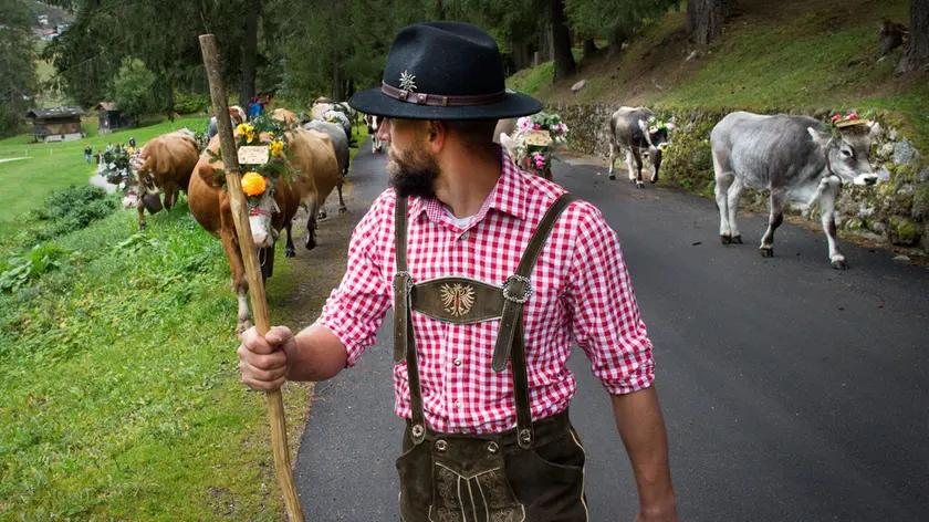 Vacche vestite a festa con fiori e campanacci durante la sfilata verso i paesi a valle (Foto Trentino Marketing)
