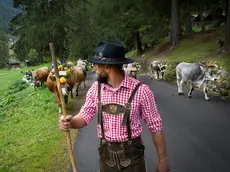 Vacche vestite a festa con fiori e campanacci durante la sfilata verso i paesi a valle (Foto Trentino Marketing)