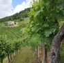 Il Prosecco scopre nuove rotte