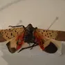 Lycorma delicatula