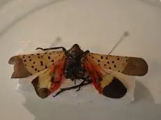 Lycorma delicatula
