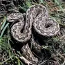 Una vipera si riscalda al sole