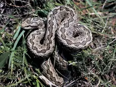 Una vipera si riscalda al sole