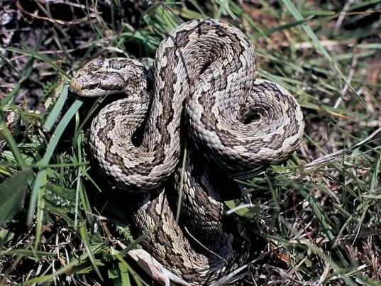 Una vipera si riscalda al sole