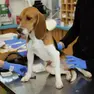 Verona, beagle maltrattati nei test sui farmaci: 14 denunciati, 17 cani salvati