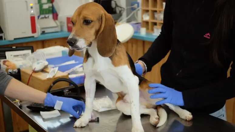 Verona, beagle maltrattati nei test sui farmaci: 14 denunciati, 17 cani salvati