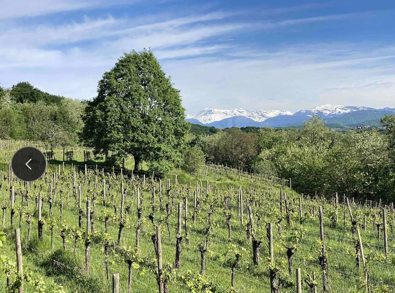 Le vigne vecchie di Nikolas Juretic sul Monte Quarin, a Cormons: sullo sfondo le montagne ancora innevate