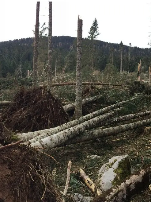 Gli alberi a terra dopo la tempesta Vaia in Carnia