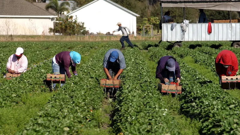 Line of strawberry pickers in the hot florida sun. Migrant workers working for low wages in field.