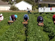 Line of strawberry pickers in the hot florida sun. Migrant workers working for low wages in field.